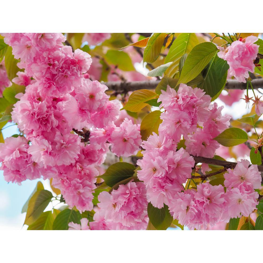 Online Orchards 3 ft. Kwanzan Cherry Blossom Tree with Large Pink Globe Shaped Flower Clusters FLCH201