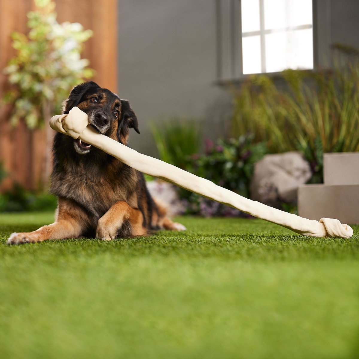 Canine's Choice DogLicious Rawhide Big Bone Dog Treat