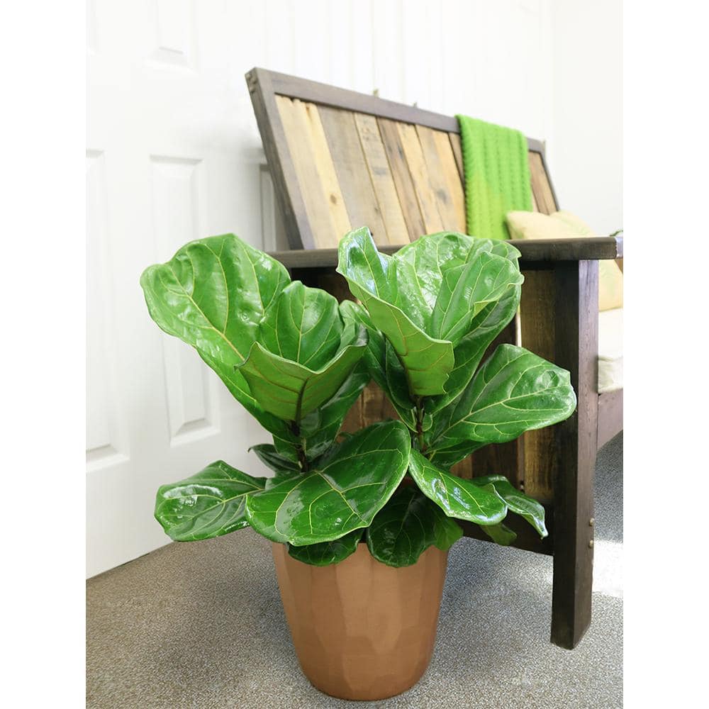 Vigoro 10 in. Lyrata Bush Fiddle Leaf Fig in White Plastic Deco Pot 1.70GFLYRATAPAR