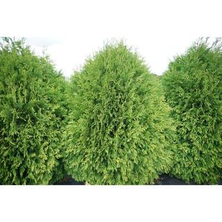 PROVEN WINNERS 1 Gal. Cheer Drops Arborvitae (Thuja) Live Plant Shrub Green Evergreen Foliage THJPRC1076101