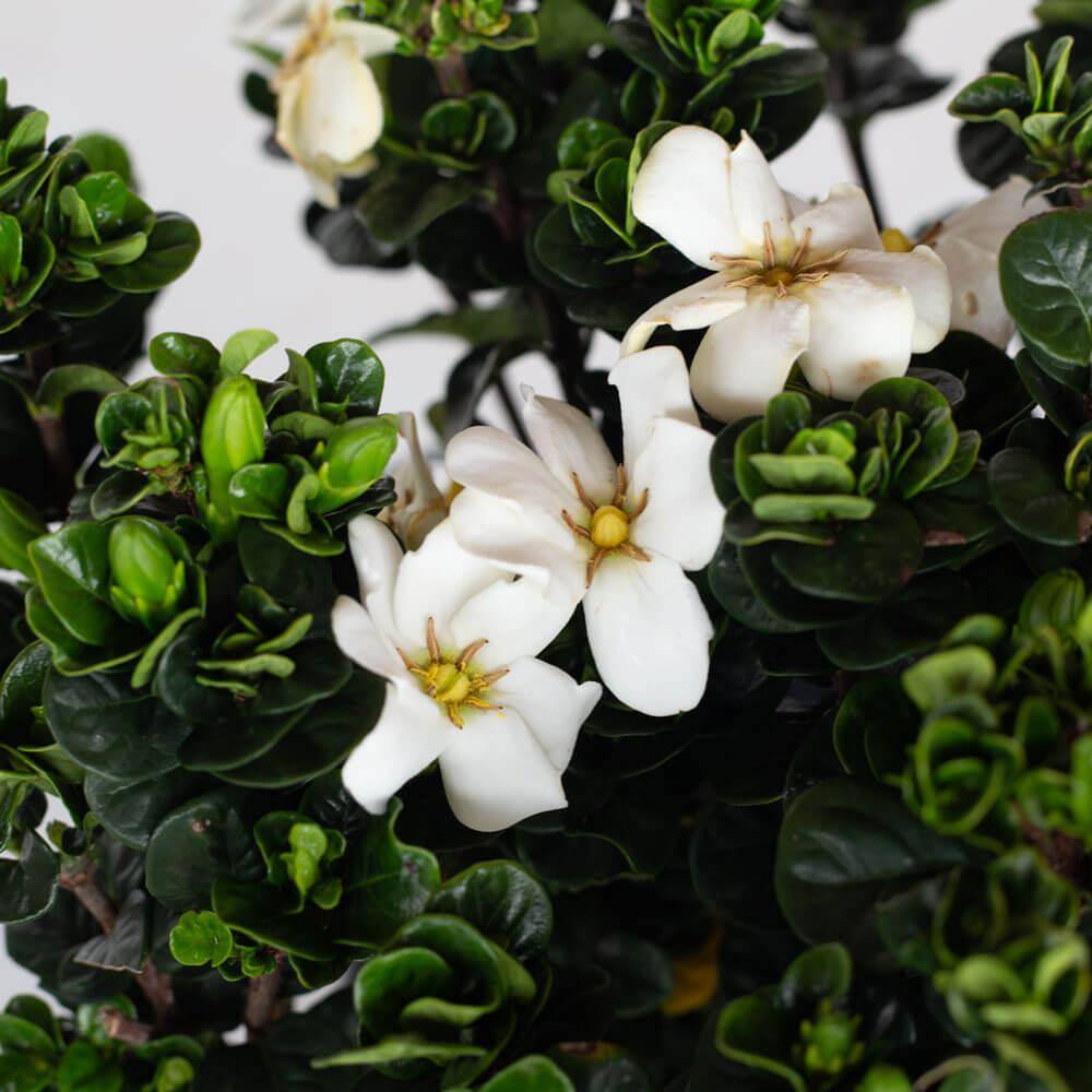 SOUTHERN LIVING 2 Gal. Diamond Spire Gardenia Live Evergreen Shrub with White Fragrant Blooms 86552