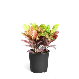 Brighter Blooms 3 Gal. Croton Petra Indoor Plant CRO-PEN3