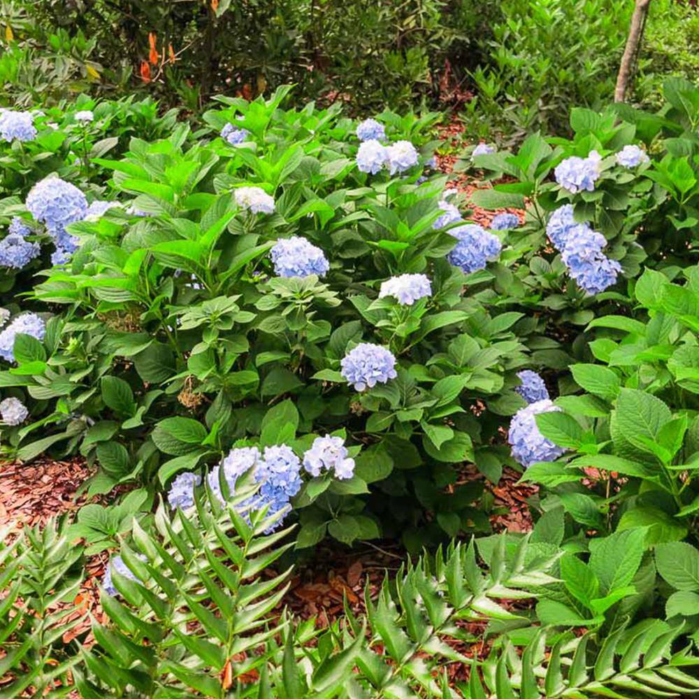 Penny Mac Hydrangea Bush in 3 Gal. Grower's Pot Color Changing Reblooming Flower Clusters THD00033