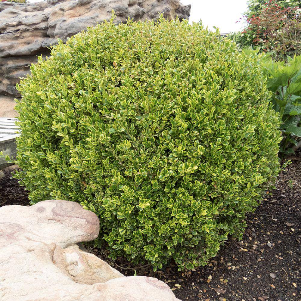 Online Orchards 1 Gal. Goldentip Boxwood Shrub Goldensplashed Foliage Further Brightens a Colorful Evergreen Classic EGBX002