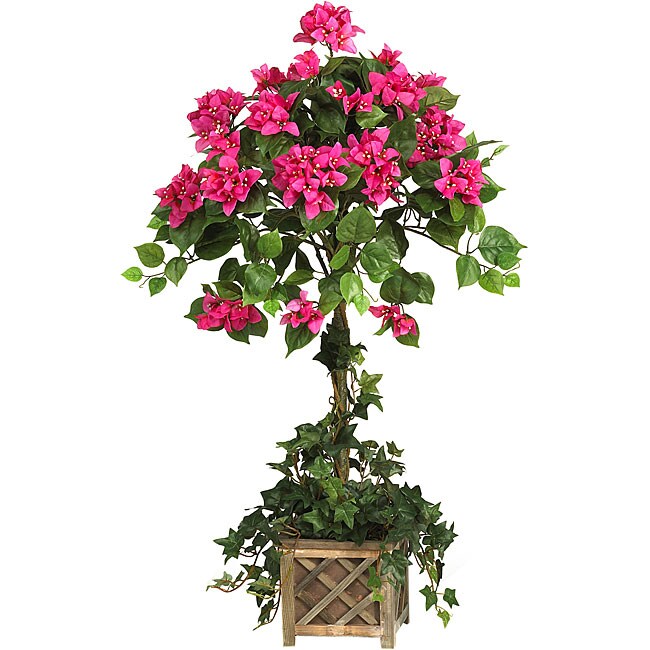 Bougainvillea Topiary with Wood Box