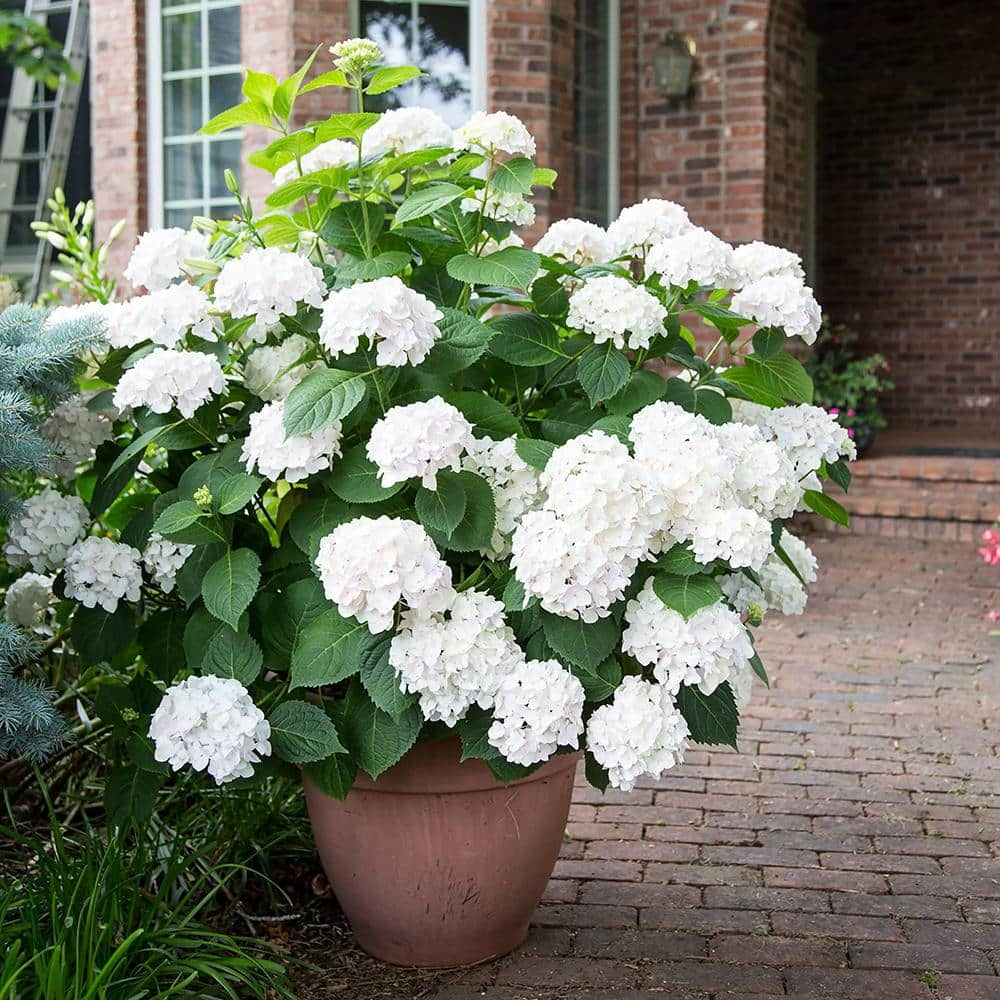 Endless Summer 2 Gal. Blushing Bride Reblooming Hydrangea Flowering Shrub White to Blush Pink Flowers 14758