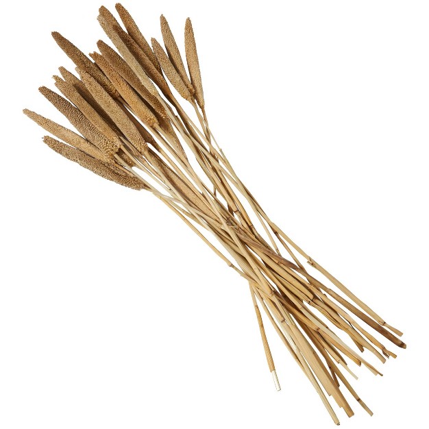 20 x27 x27 X 1 x27 x27 Dried Plant Bunny Tail Natural Foliage With Long Stems Brown Olivia amp May