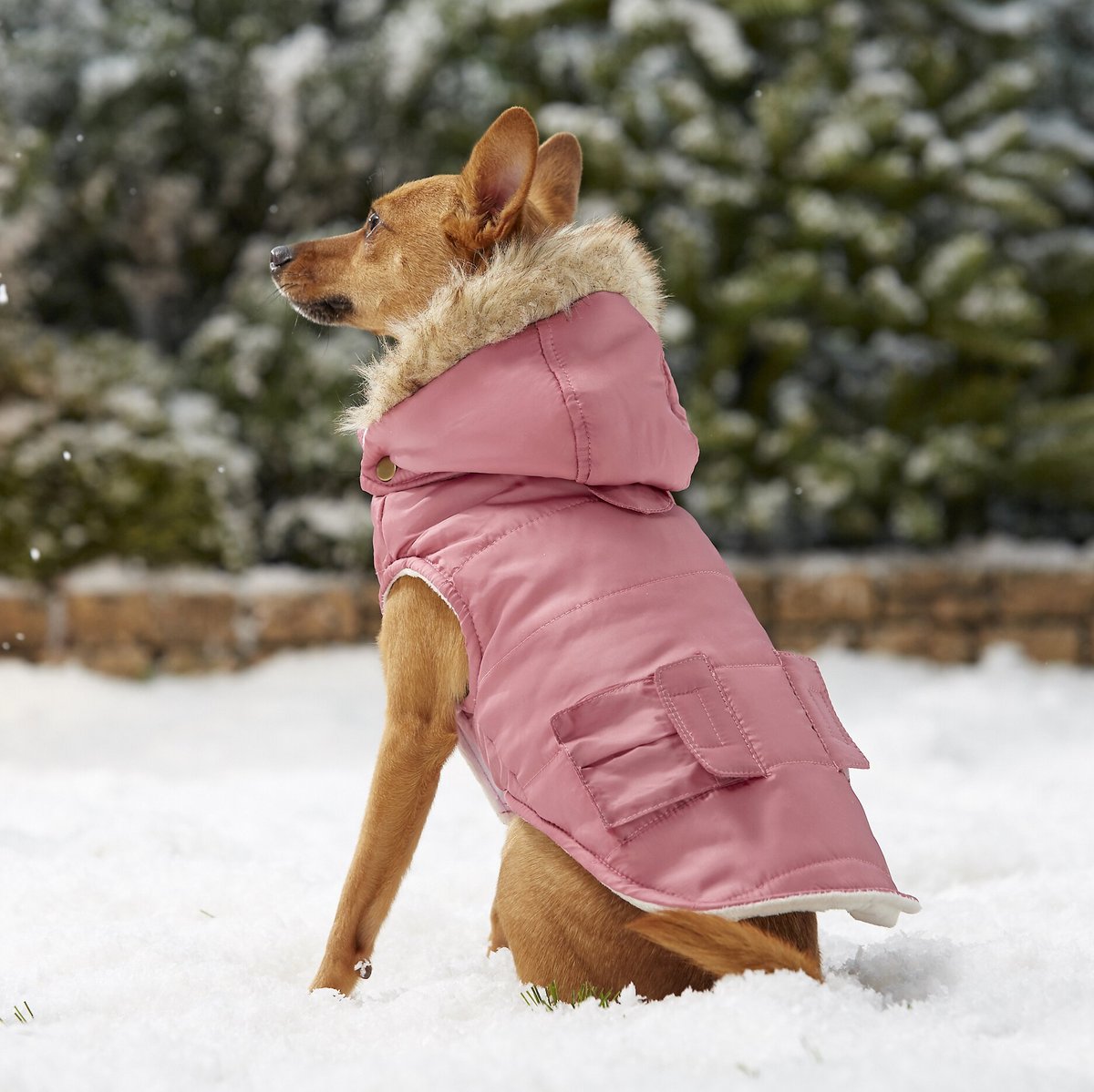 Frisco Mid-Heavyweight Portland Insulated Dog and Cat Parka