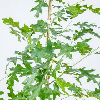 Perfect Plants Nuttall Oak Tree in 1 Gal. Grower's Pot Heavy Producer of Acorns THD00571