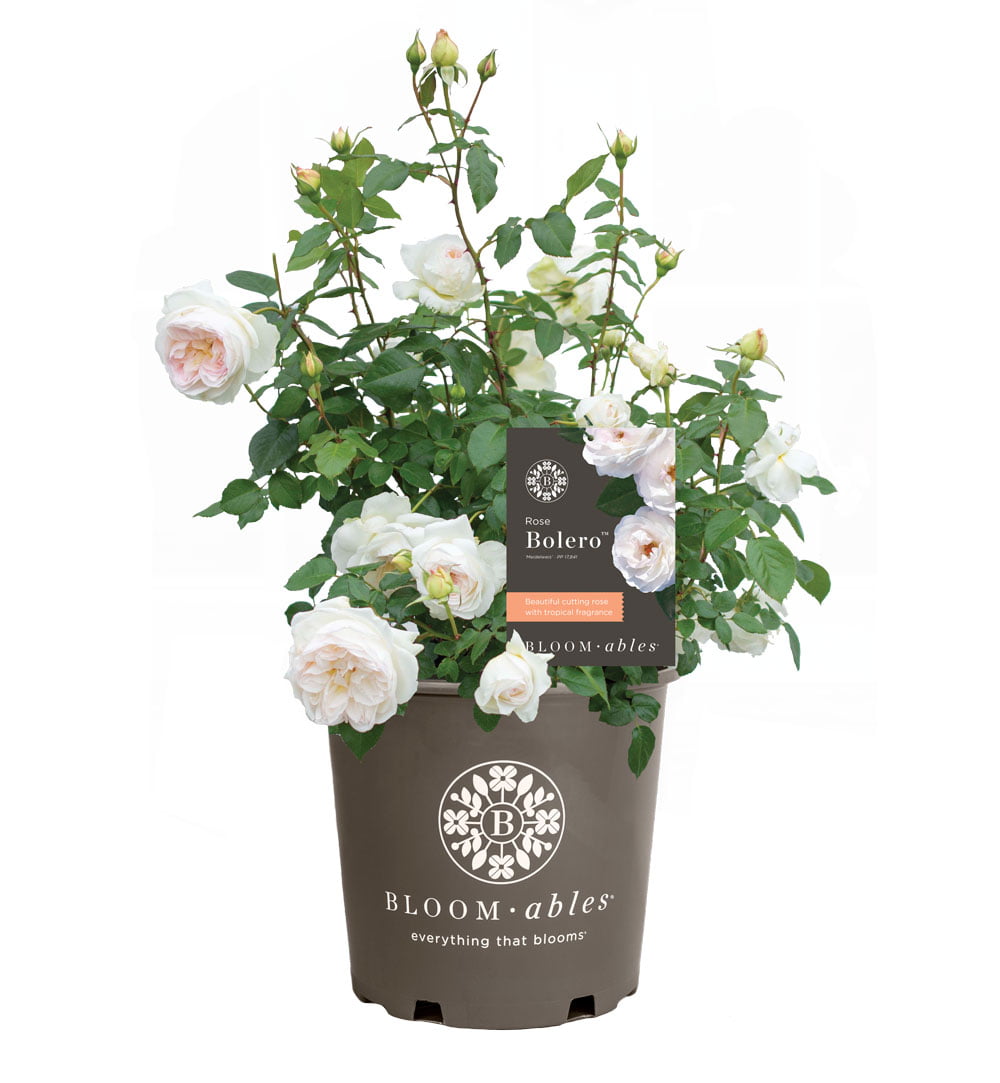 Scentables™ Bareroot Bolero™ Florbiunda Rose - White Blooms - Live Plants - 2 Piece