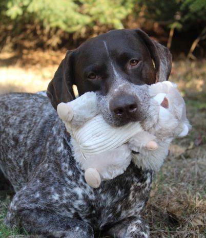 Tall Tails Animated Squirrel Toy for Dogs