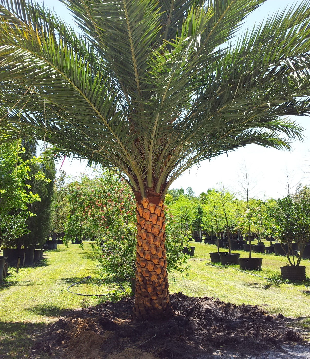 Sylvester Palm - Live Plant in a 10 inch Growers Pot - Phoenix Sylvestris- Hardy Palms from Florida