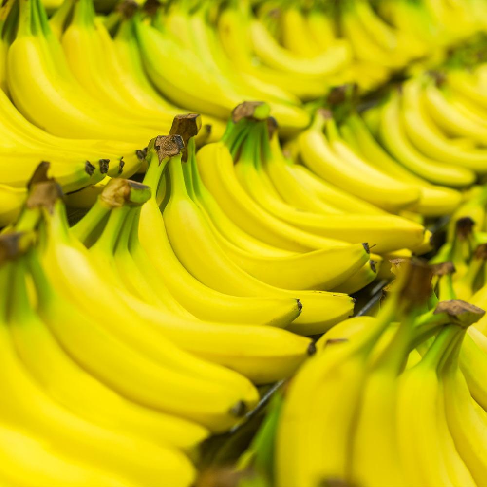 Dwarf Cavendish Banana Tree