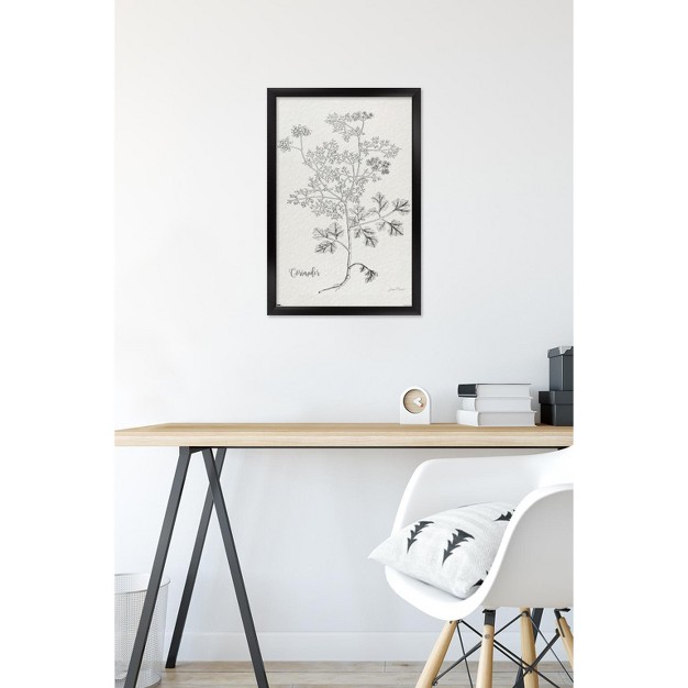 Trends International Jean Plout Botanical Studies On Paper Coriander Framed Wall Poster Prints