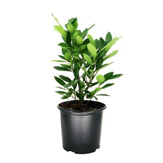 2.25 Gal. Schip Laurel Evergreen Shrub Prunus l. 'Schipkaensis' with Green Foliage and Fragrant White Flowers (1 each) O621703