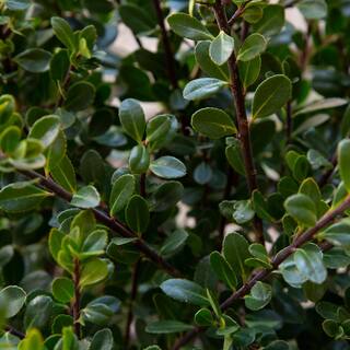 FLOWERWOOD 2.5 Gal - Compacta Japanese Holly(Ilex) Live Evergreen Shrub 31003FL