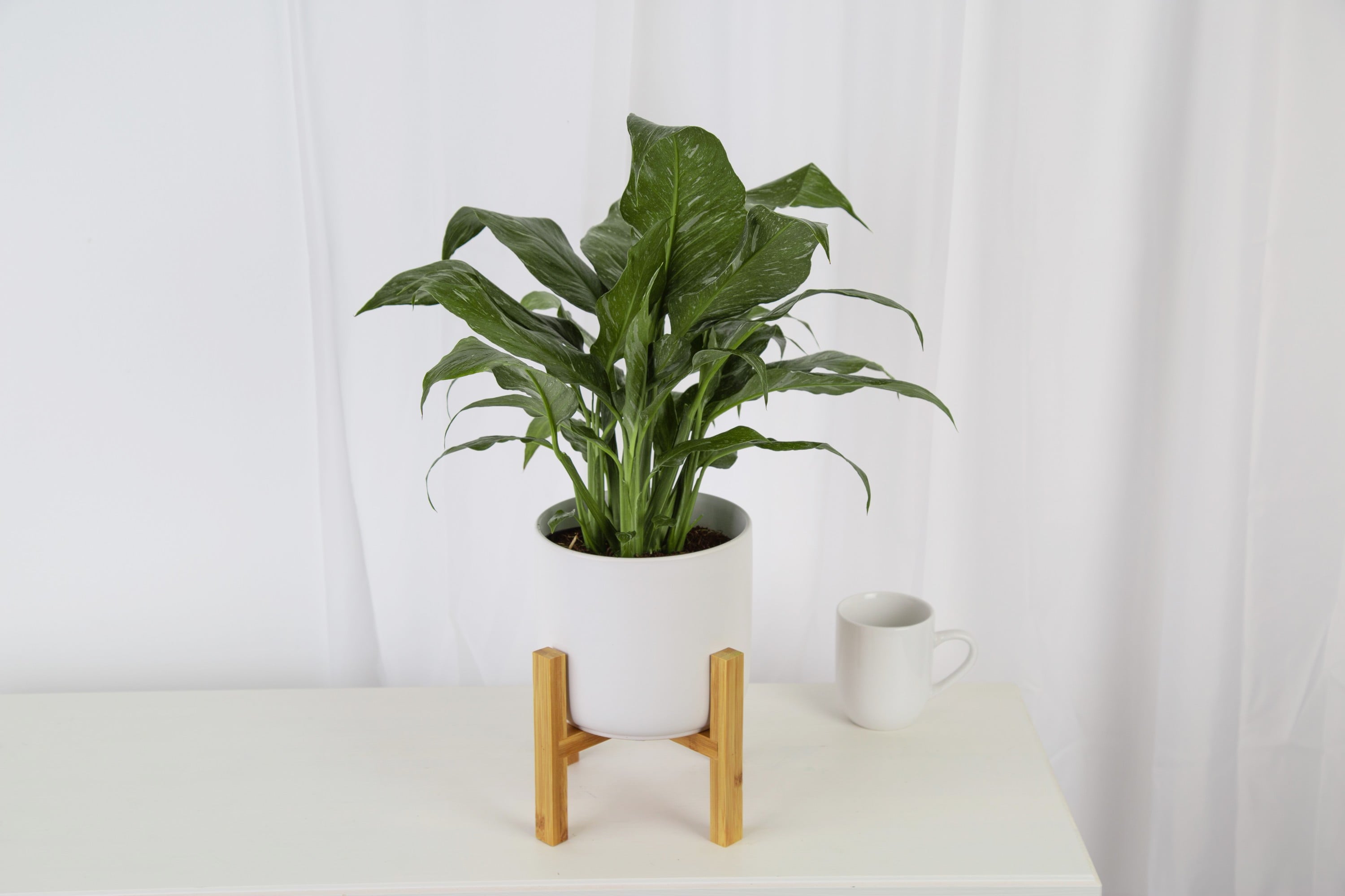 Costa Farms Trending Tropicals Live Indoor 15in. Tall White Peace Lily Jet Diamond; Bright， Indirect Sunlight Plant in 6in. Mid-Century Modern Planter