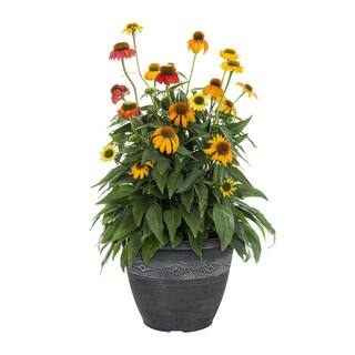 METROLINA GREENHOUSES 2.2 Gal. Cheyenne Spirit Cone Flower Planter Perennial Plant 58026