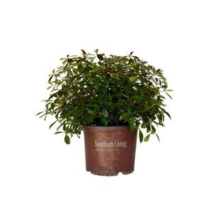 SOUTHERN LIVING 3 Gal. Leann Cleyera - Live Mid-Sized Evergreen Shrub Glossy Foliage 54983