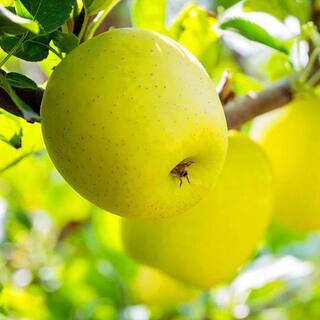SOUTHERN LIVING 5 Gal. Golden Delicious Apple Tree APPGOL05GSL