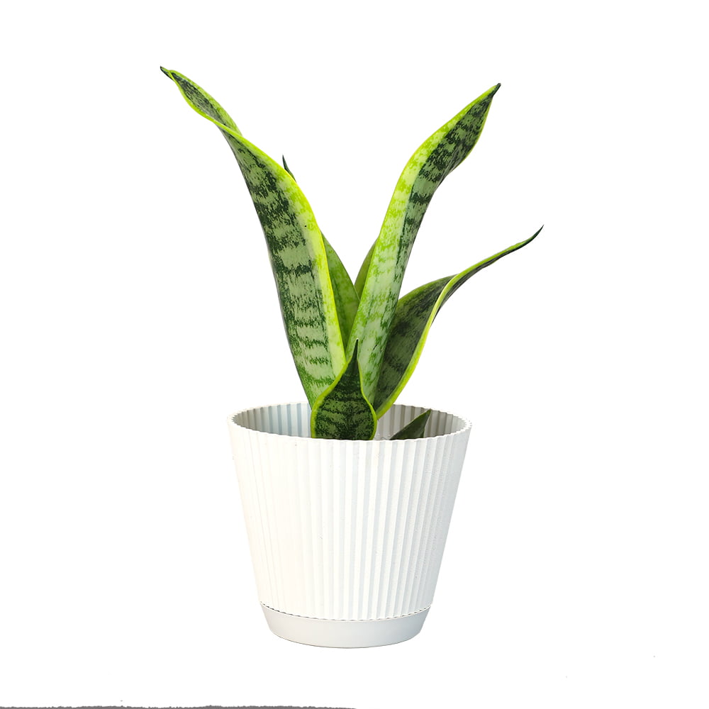 Altman Plants Yellow， Grayish Green and Dark Green Sansevieria Superba Live Plant