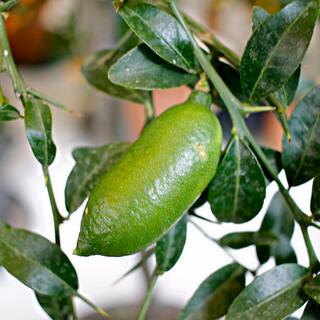 Alder  Oak 3 Gal. Finger Lime Standard Evergreen Fruit Tree CIFI03