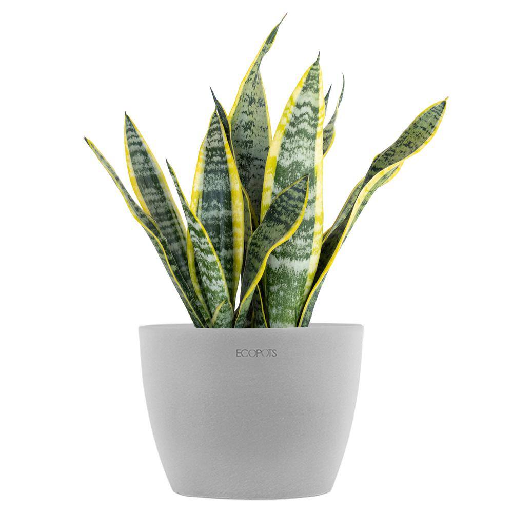 United Nursery Sansevieria Laurentii Live Snake Plant in 6 inch Premium Ecopots White Grey Pot SLAUREN6SHWG