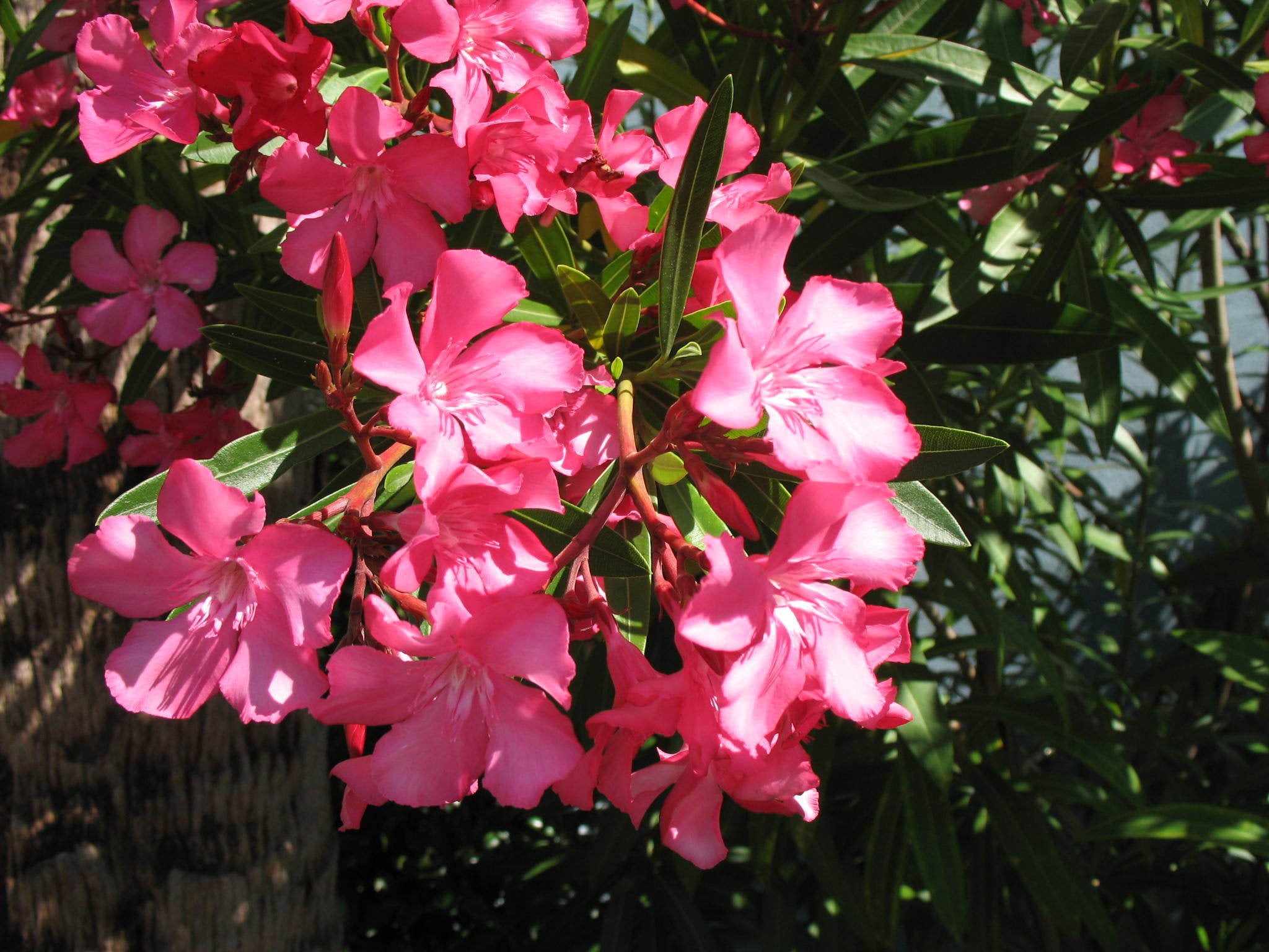 Lone Star Growers by Altman Plants 2 Gal Nerium Flirt Dark Pink Oleander