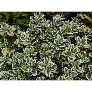 Online Orchards 1 Gal. Silver King Euonymus Shrub Evergreen Leaves with Silvery White Edges SBEU003