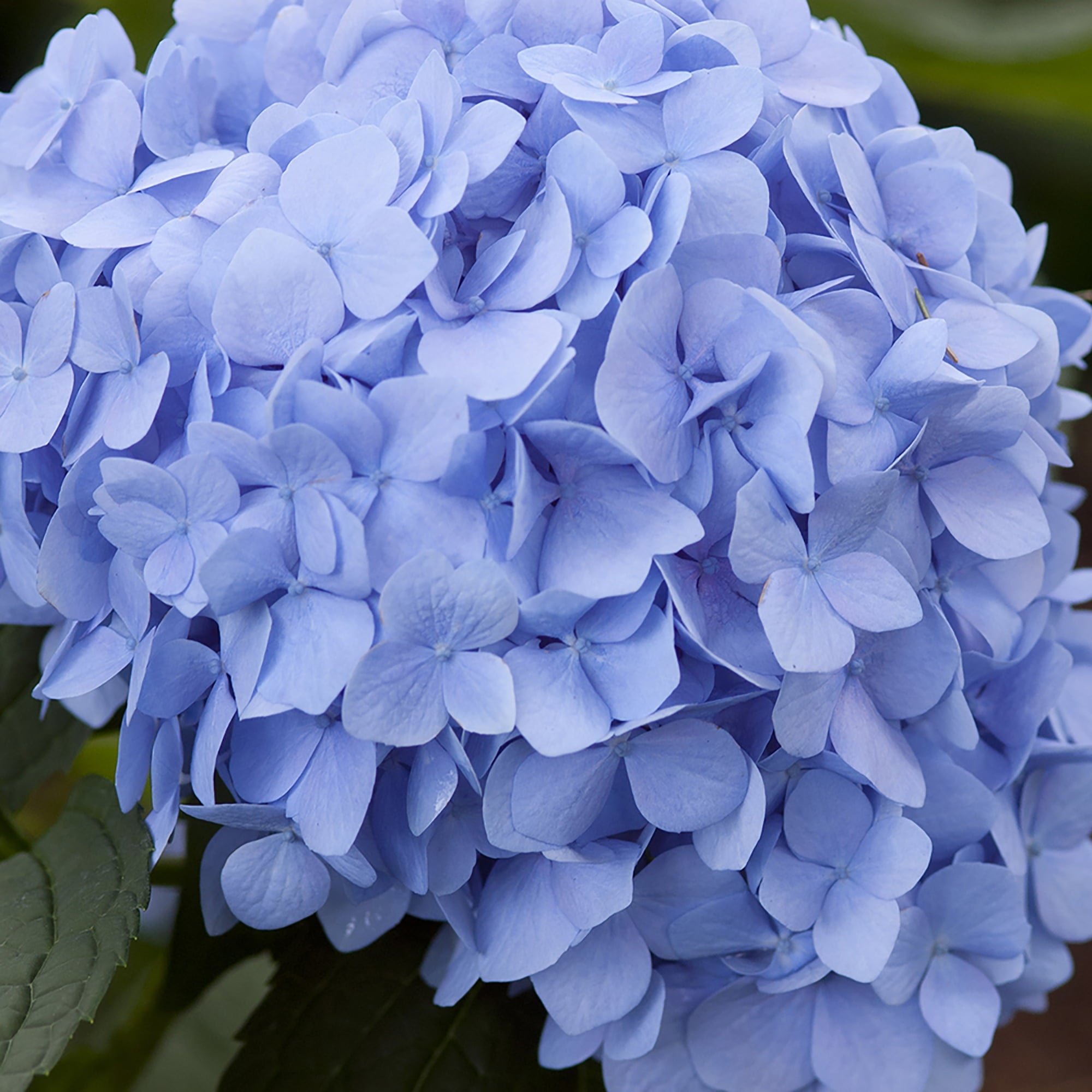 Endless Summer Hydrangea Original Shrub 5 Gallon