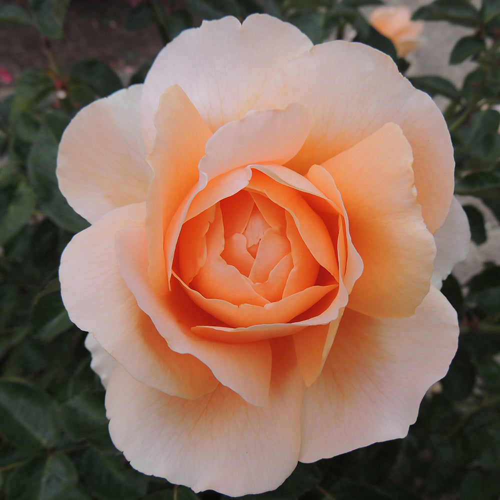 Heirloom Roses Rose Plant - Abbaye de Cluny® Shrub - Live Rose Bush