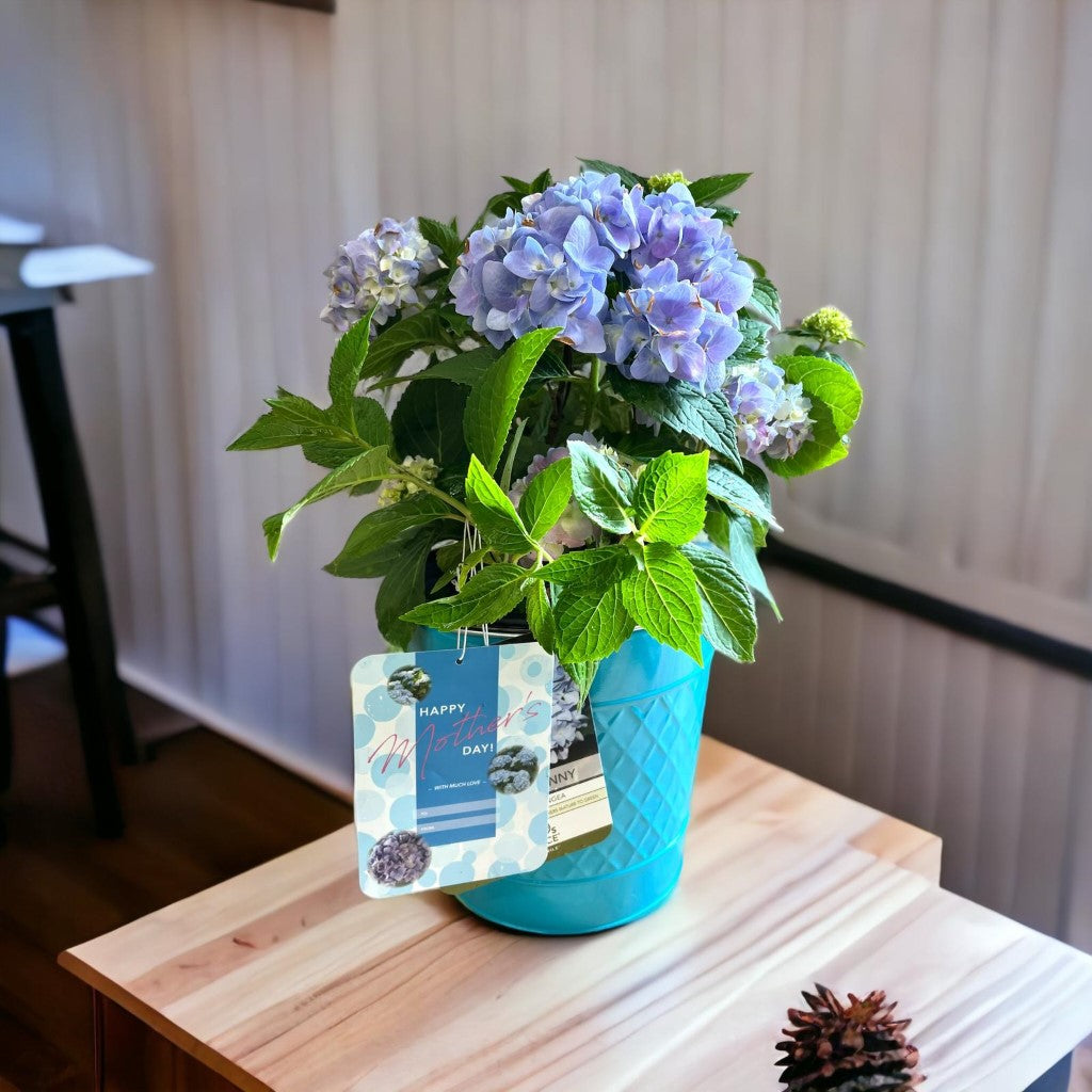 Mini Penny Hydrangea with beautiful pot