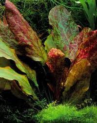 Amazon Sword Red Flame Small Live Aquarium Plants BUY2 GET1 FREE