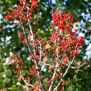 1 Gal. Centurion Crabapple Tree with Pink Blossoms CRACEN01G