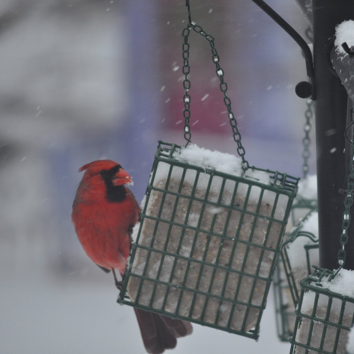 CandS High Energy Suet Wild Bird Food