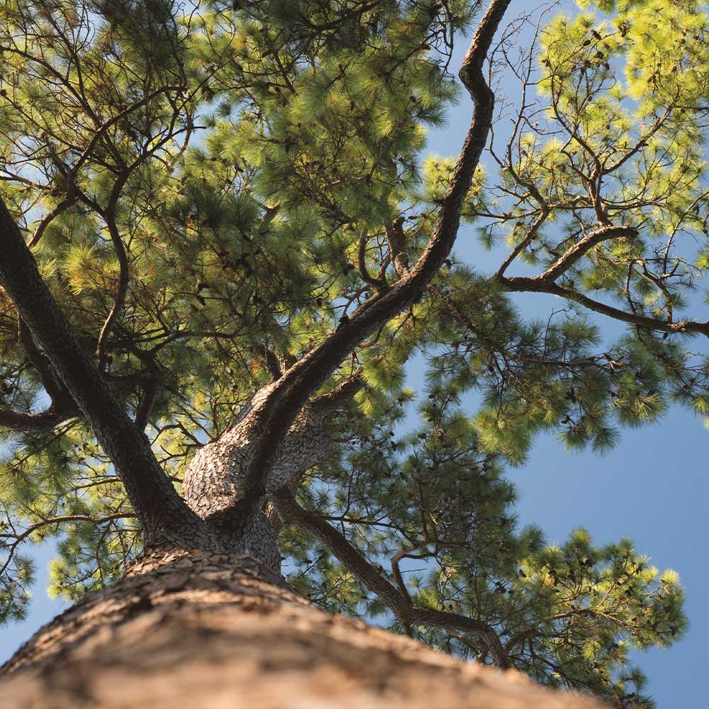 Loblolly Pine Tree