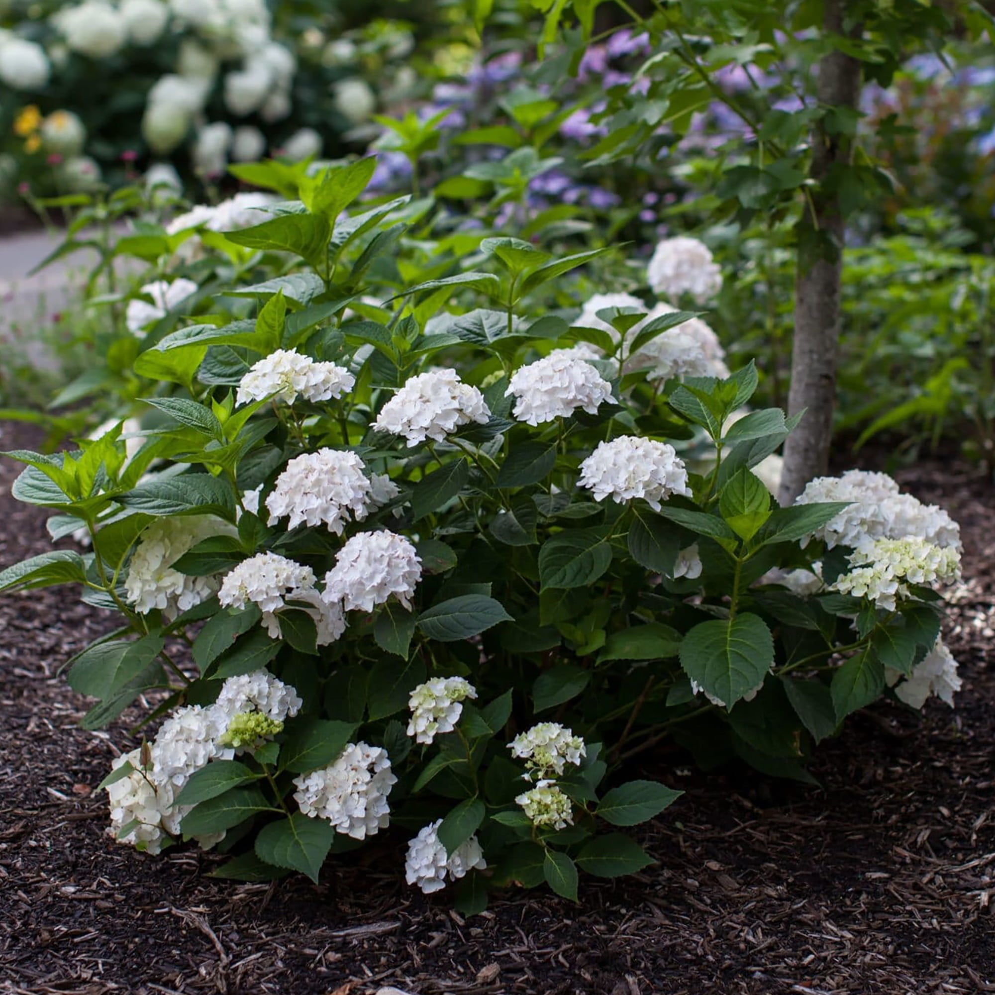 Endless Summer Blushing Bride Hydrangea Live Shrub (2 Gallon)