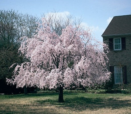 Weeping Higan Cherry Tree