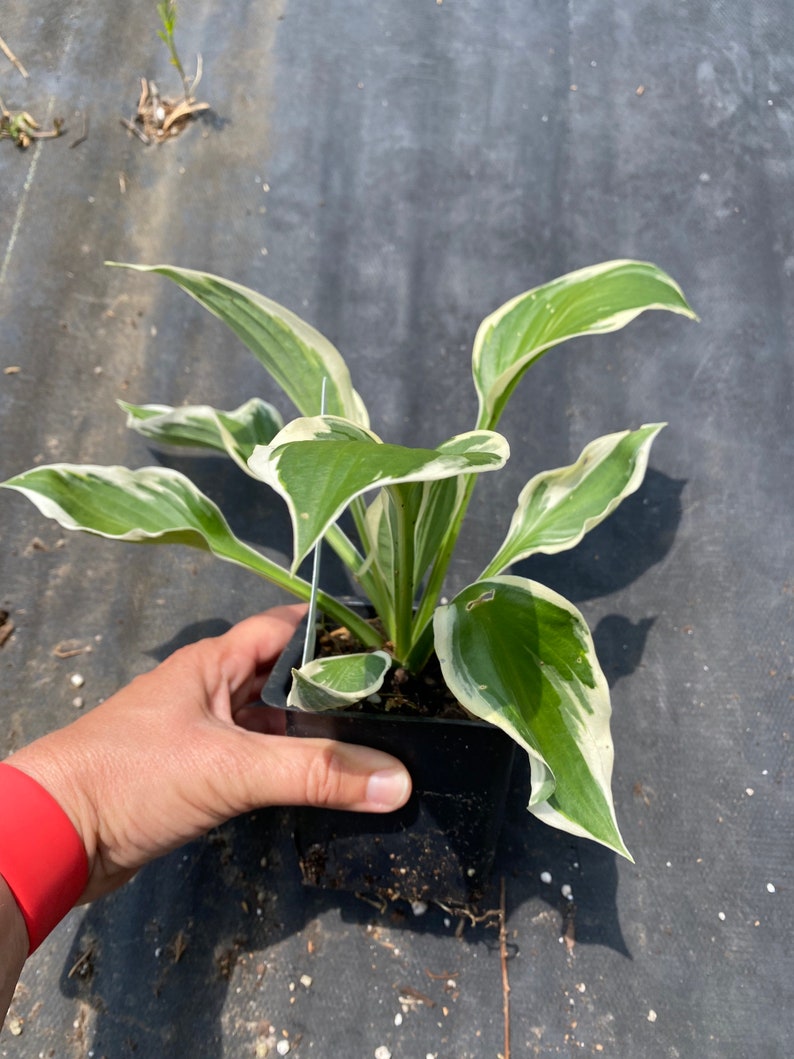 3 Patriot Hosta Plants in 3.5 inch cups