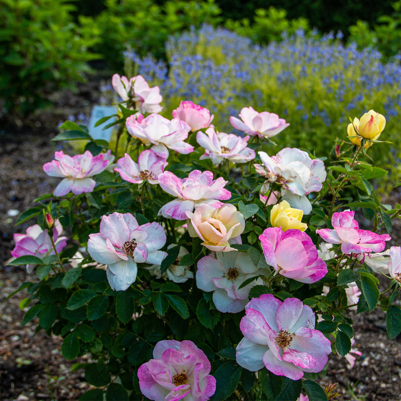 Bloomin' Easy® Rosa Peach Lemonade™ 4