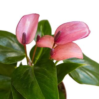 Purple (Anthurium) Plant in 4 in. Grower Pot 4_ANTHURIUM_PURPLE