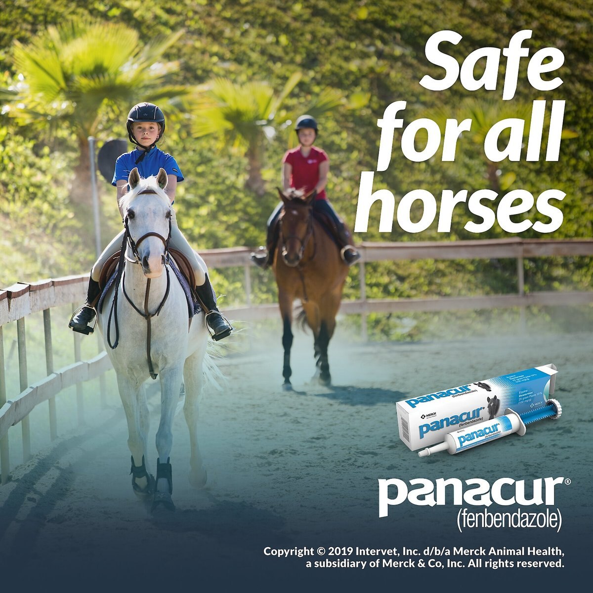 Panacur Equine Paste 10% Horse Dewormer， 25g