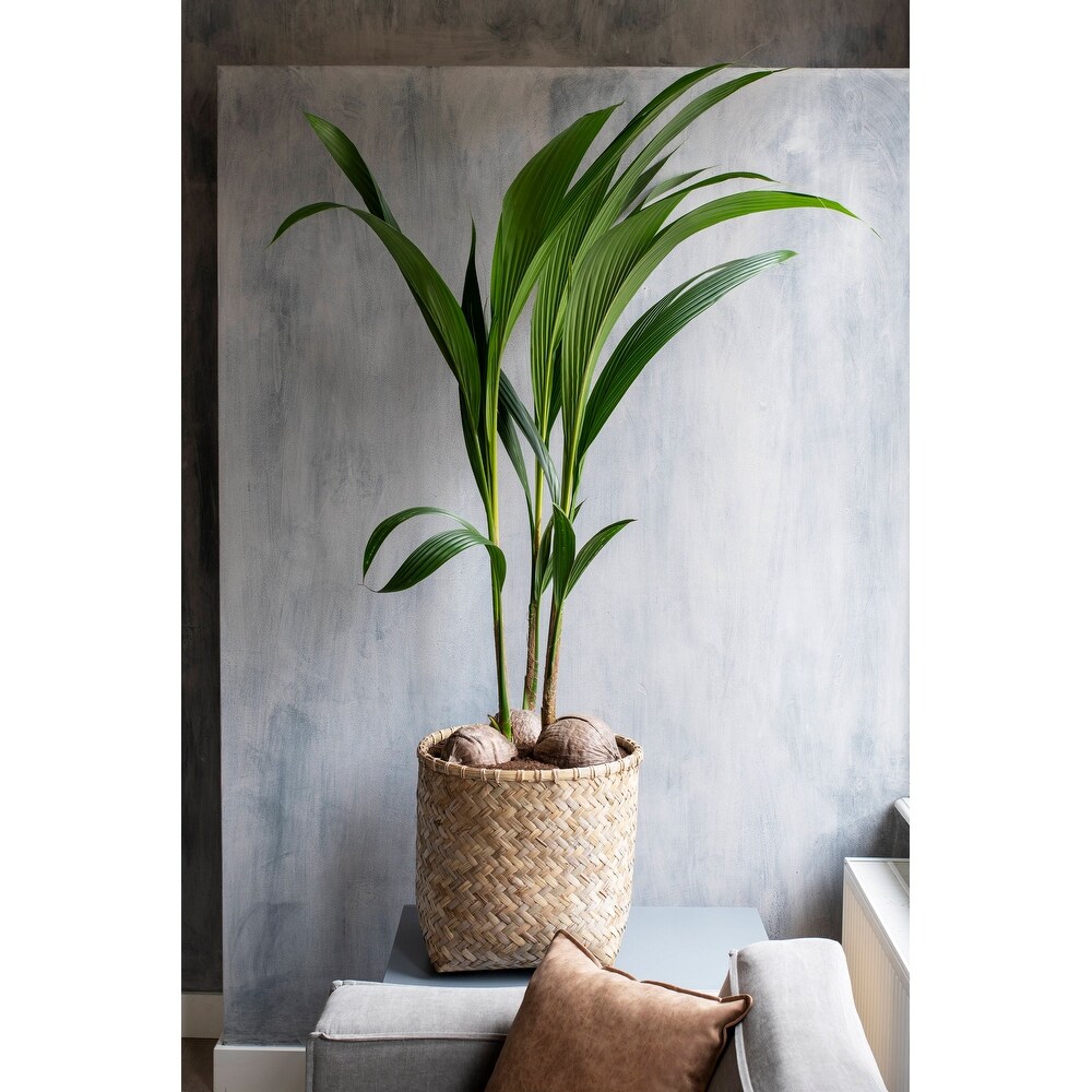 Pottery Pots Zayn Bamboo Indoor Outdoor Round Planter  Natural Finish