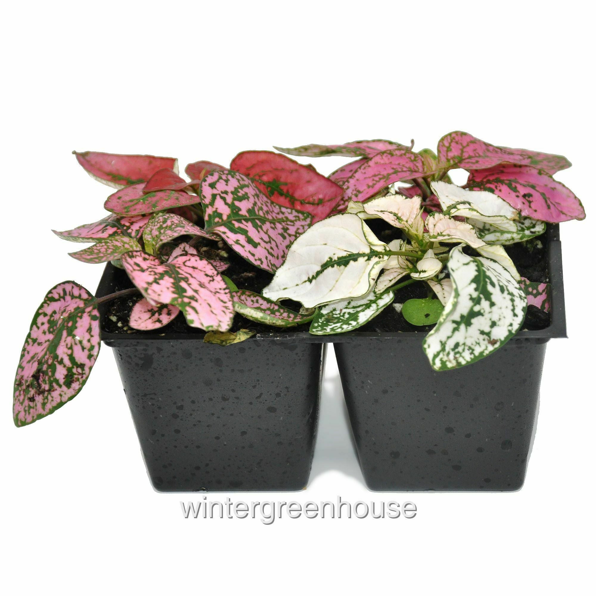 Polka Dot Splash Mix， Hypoestes， Pack Of 4 Plants - Pot Size: 4x 2.63x1.72x2.75