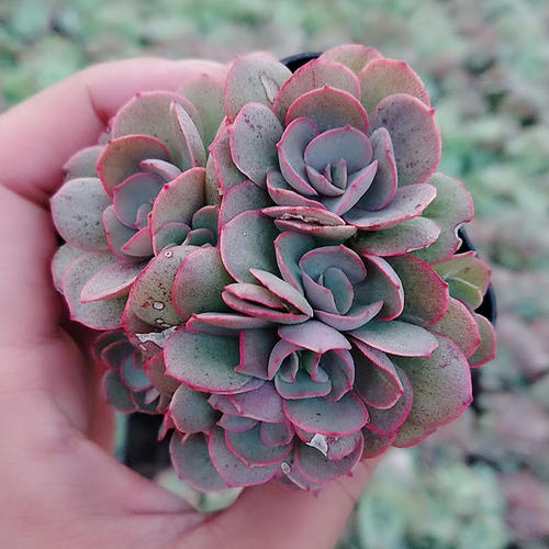 Succulent Echeveria 'Suyon' ， Rosette Succulent in 4