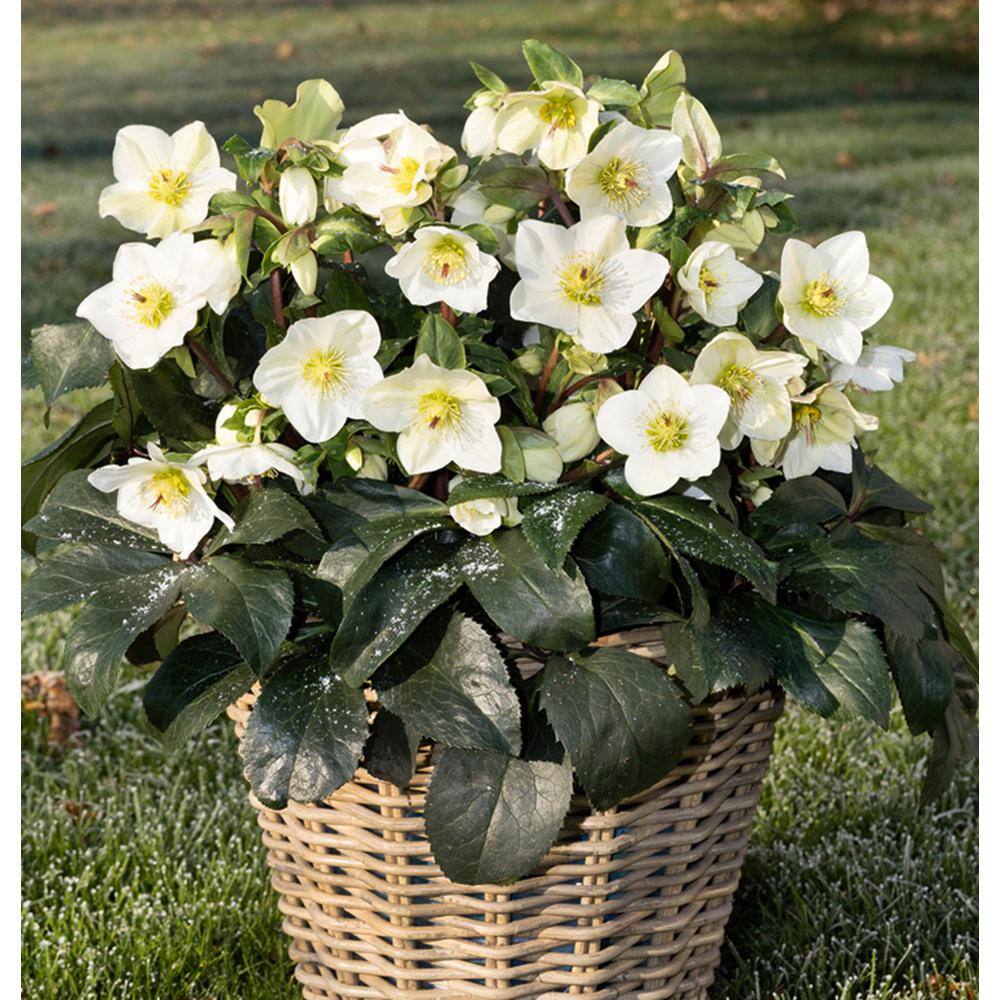 Vigoro 1 Gal. Ice N' Roses White Lenten Rose White Early Spring Flowering Hellebore Perennial Evergreen 11127