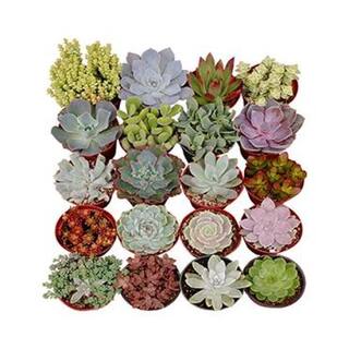 Shop Succulents 4 in. Assorted Succulent Collection Succulent (Collection of 12) A4-12