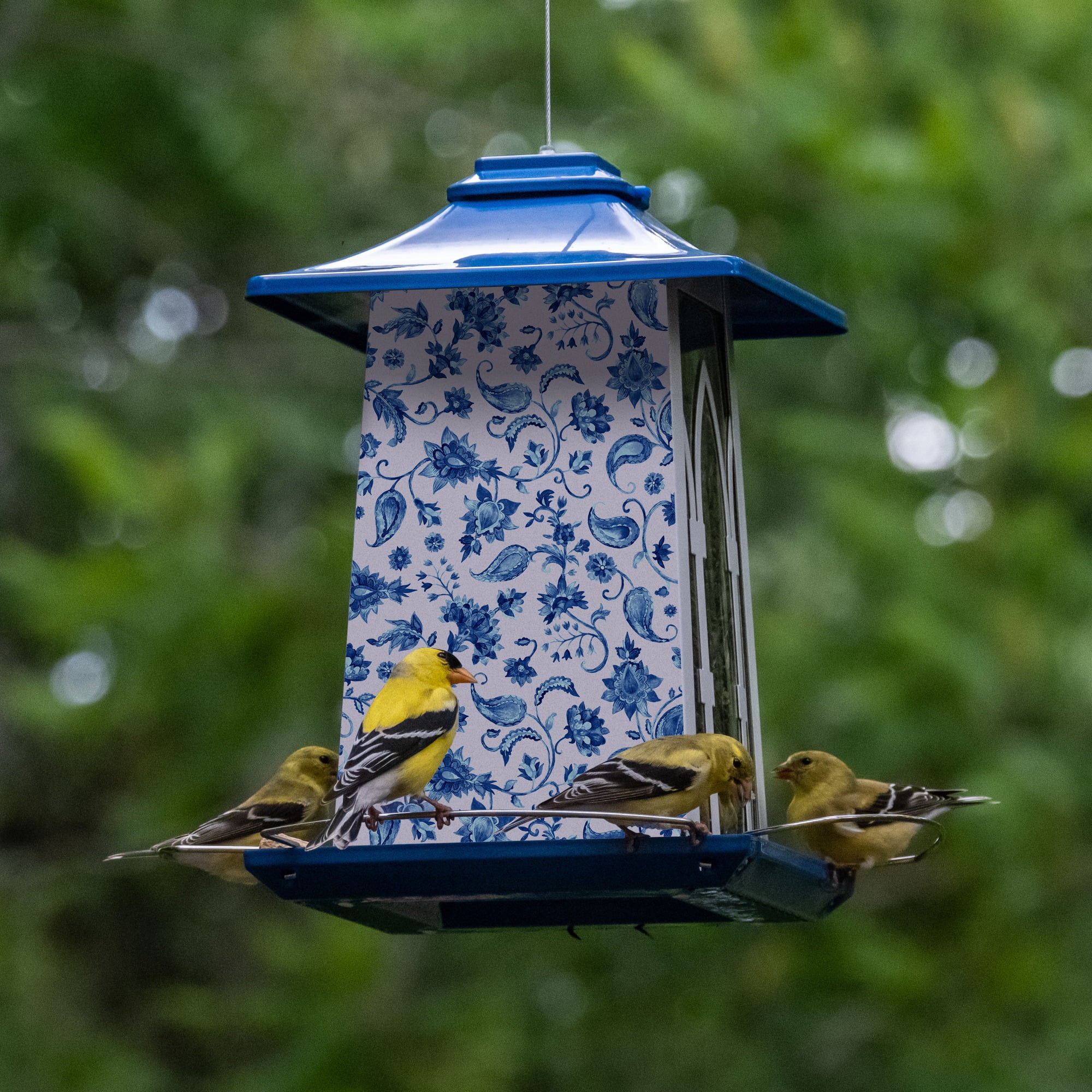 Wild Wings Paisley Arches Gazebo Bird Feeder， 3.3 Quart， Blue