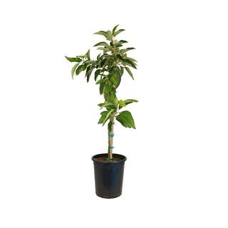 Alder  Oak #5 Container  Bacon Avocado Evergreen Tree AVBA05
