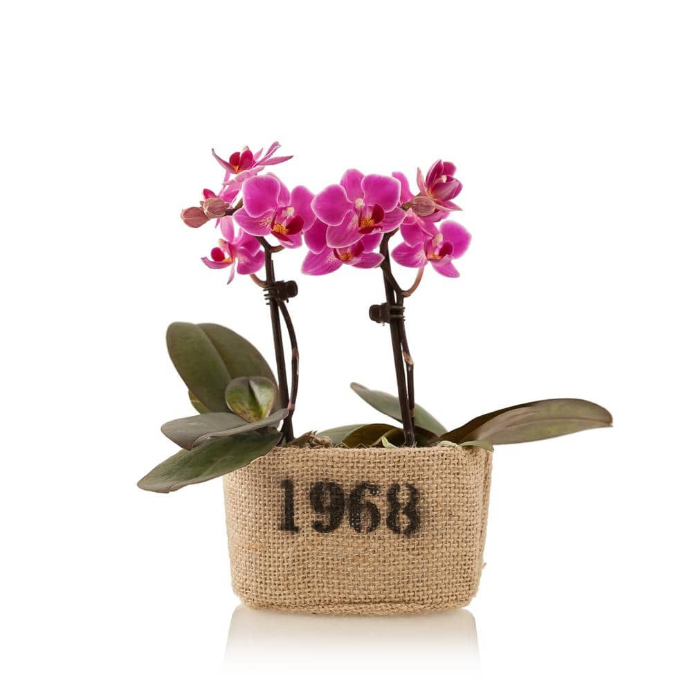 Just Add Ice Pink 4 in. Rustic Mini Orchid Duo Plant in Burlap Pot (2-Stems) 285205